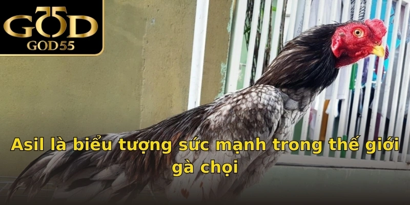 Asil là biểu tượng sức mạnh trong thế giới gà chọi