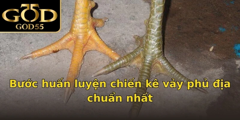 Bước huấn luyện chiến kê vảy phủ địa chuẩn nhất