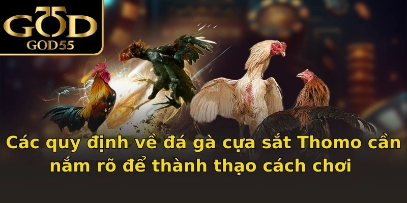 Các quy định về đá gà cựa sắt Thomo cần nắm rõ để thành thạo cách chơi