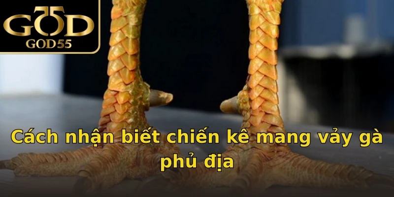 Cách nhận biết chiến kê mang vảy gà phủ địa