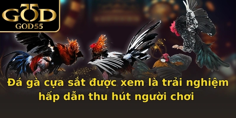 Đá gà cựa sắt được xem là trải nghiệm hấp dẫn thu hút người chơi