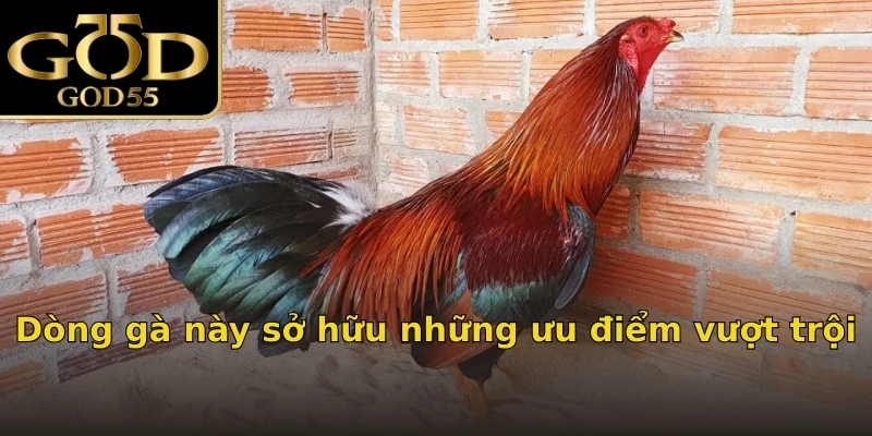 Dòng gà này sở hữu những ưu điểm vượt trội