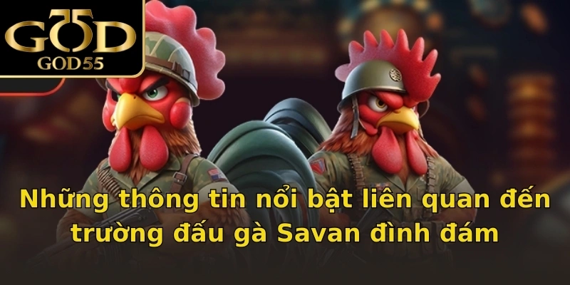 Những thông tin nổi bật liên quan đến trường đấu gà Savan đình đám