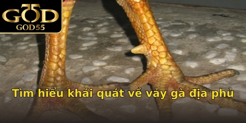 Tìm hiểu khái quát về vảy gà địa phủ