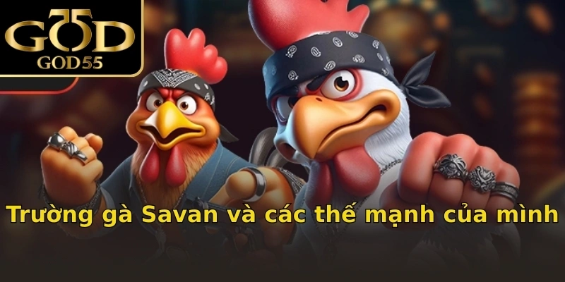Trường gà Savan và các thế mạnh của mình